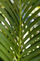 Lord Howe Island_20061209_179